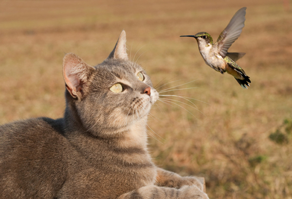 cats-house-hunting-bird.jpg