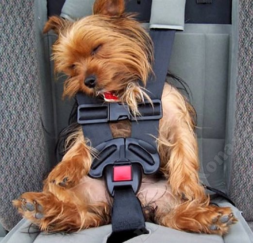 cane-che-dorme-in-auto.jpg
