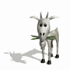 capra_03.gif