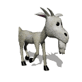 capra_05.gif
