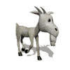 capra_05.gif