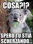 surprised_coala_meme-www.memegen.it.jpg