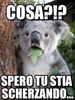 surprised_coala_meme-www.memegen.it.jpg
