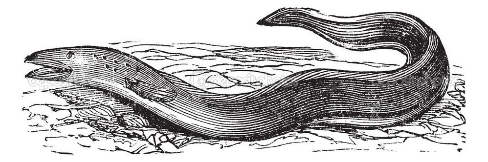 depositphotos_6727371-Conger-Eel-or-Conger-sp.-vintage-engraving.jpg