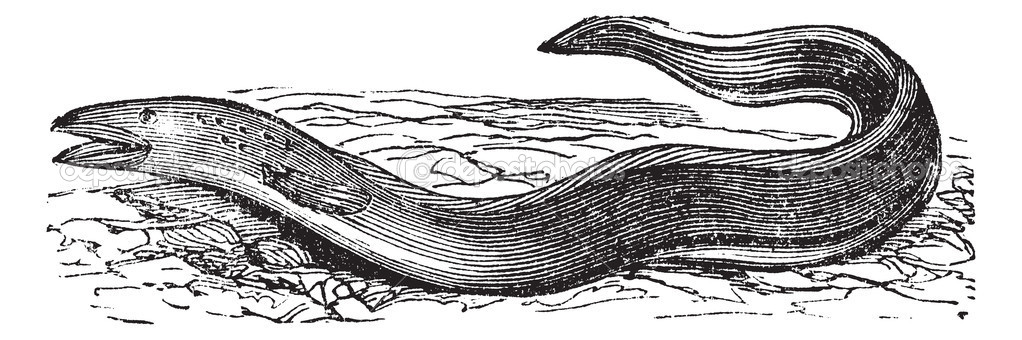 depositphotos_6727371-Conger-Eel-or-Conger-sp.-vintage-engraving.jpg