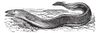 depositphotos_6727371-Conger-Eel-or-Conger-sp.-vintage-engraving.jpg