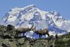 parco_gran_paradiso.jpg