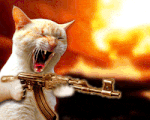 Maven_cat.gif