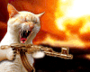 Maven_cat.gif
