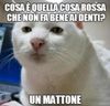 gatto2_emb4.jpg
