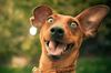 http://www.docsity.com/wordpress/wp-content/uploads/2013/03/Realizzare-un-desiderio-per-essere-felici.jpg