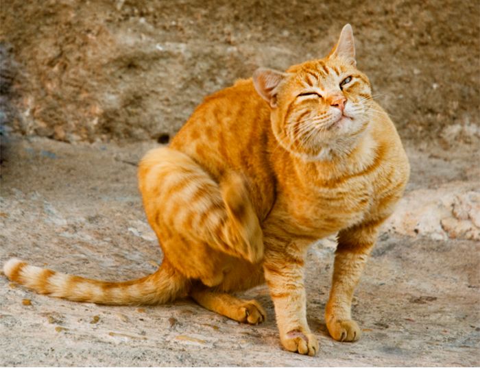 pulci-del-cane-e-del-gatto.jpg