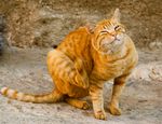 pulci-del-cane-e-del-gatto.jpg