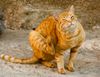 pulci-del-cane-e-del-gatto.jpg