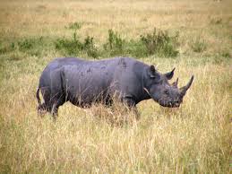 rinoceronte nero.jpg