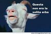 questa-non-era-la-solita-erba.jpg