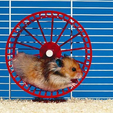 http://energiavincente.it/wp-content/uploads/2015/04/ruota-criceto.jpg