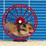http://energiavincente.it/wp-content/uploads/2015/04/ruota-criceto.jpg