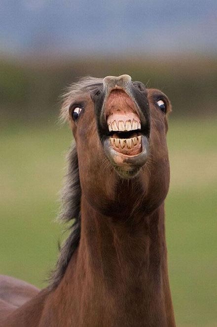 cavallo-che-sorride.jpg