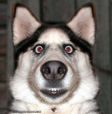 cane-antidroga.jpg