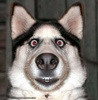 cane-antidroga.jpg