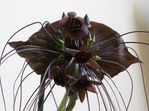 http://4.bp.blogspot.com/-_Thc-82xmEU/Ut1Lcb4j1FI/AAAAAAAACBA/UI9O_S33Q1U/s1600/tacca_chantrieri2.jpg