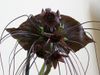http://4.bp.blogspot.com/-_Thc-82xmEU/Ut1Lcb4j1FI/AAAAAAAACBA/UI9O_S33Q1U/s1600/tacca_chantrieri2.jpg