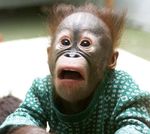 Pubblico (lorockanka)