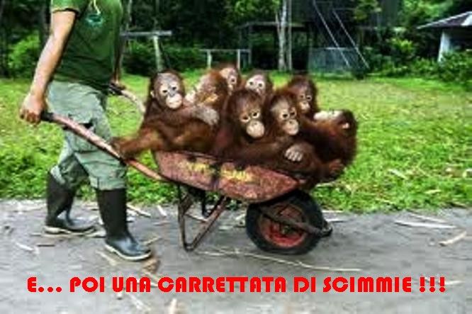 Oranghi_dentro_carriola.jpg
