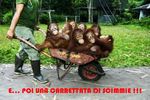 Oranghi_dentro_carriola.jpg