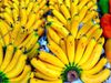 http://www.france-voyage.com/visuals/photos/banana-guadalupa-martinica-34864_w600.jpg
