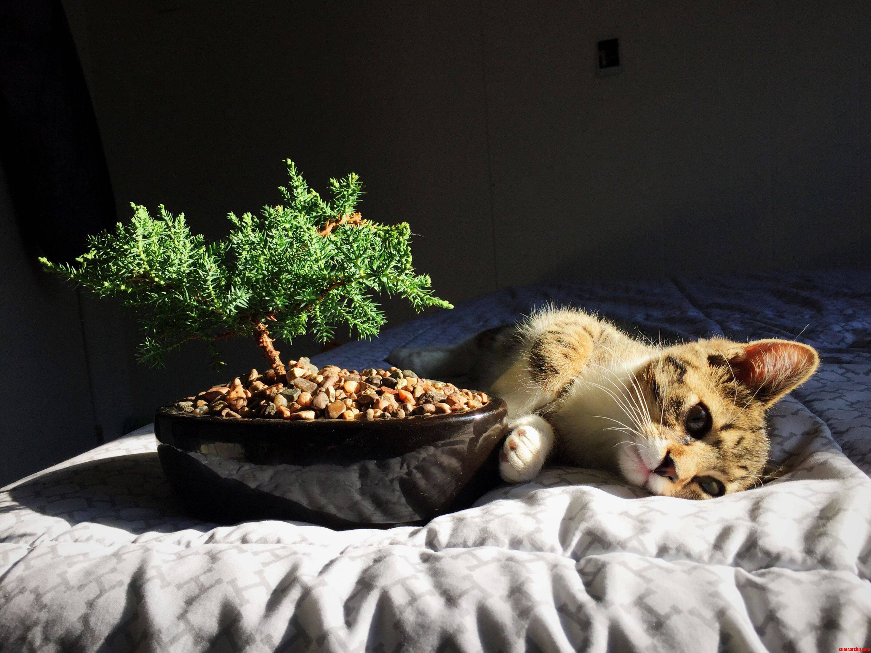 My-kitty-by-a-bonsai-tree.jpg
