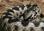 vipera-corno.jpg