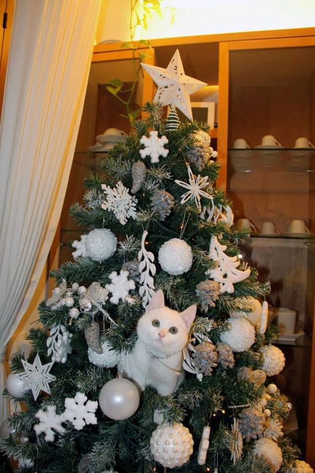 gattodinatale.jpg