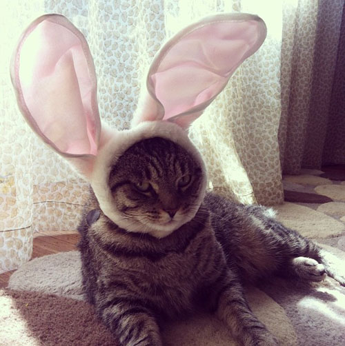 easter-kitty.jpg