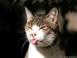 cat-tongue.jpg