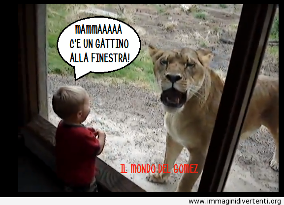 mamma-ce-un-gattio-alla-finestra.png