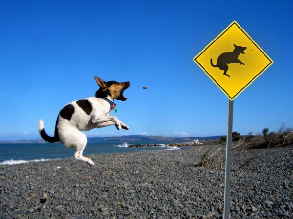 cartello-stradale-con-animale.jpg