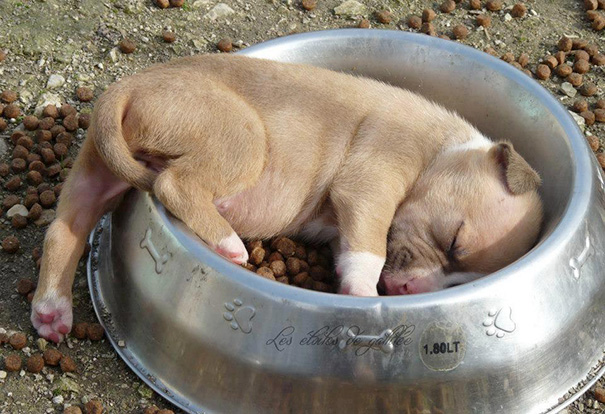 cute-sleeping-animals-56__605.jpg