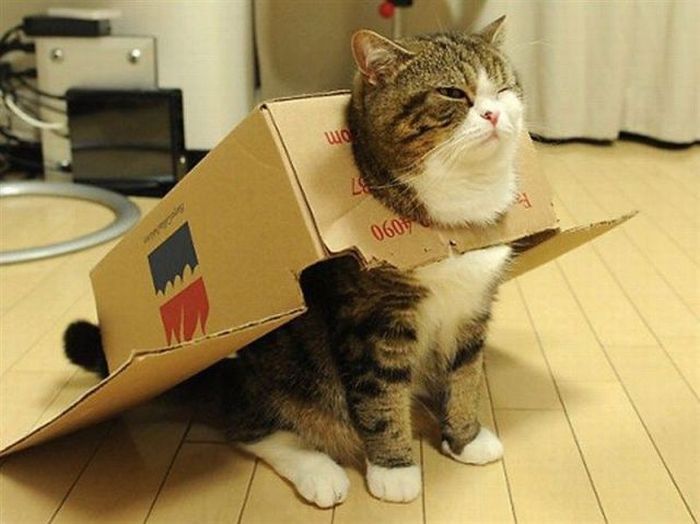 Super-kitty-Cats-in-boxes.jpg