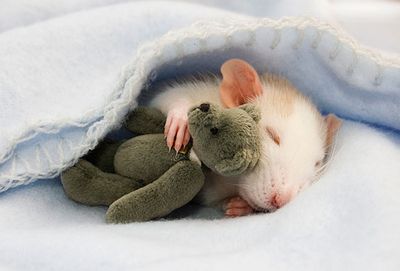 cute-animals-sleeping-stuffed-toys-1.jpg
