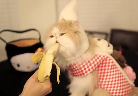 gatto-mangia-banana.jpg