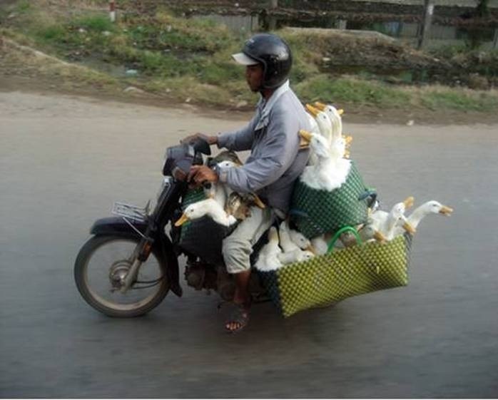 Bike-Ride-domestic-animals-2688066-698-561.jpg