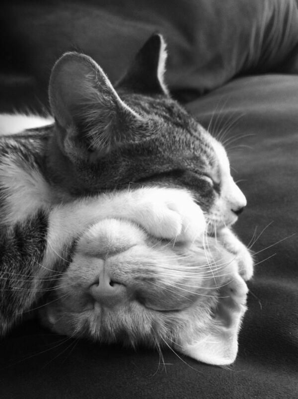 cat-pet-sleeping-cats-on-sofa.jpg