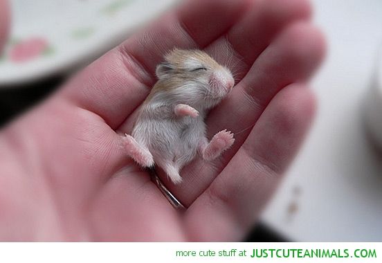 cute-animals-baby-mouse-sleeping-hand-pics.jpg