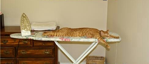 Gatto+che+stira-1.jpg