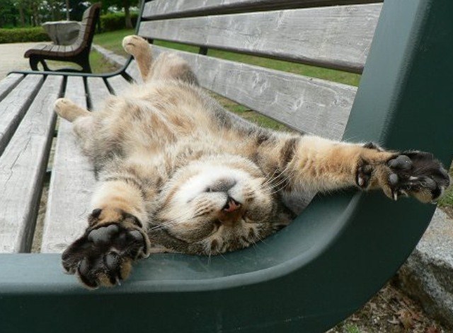 funny-cat-pictures-015-009.jpg