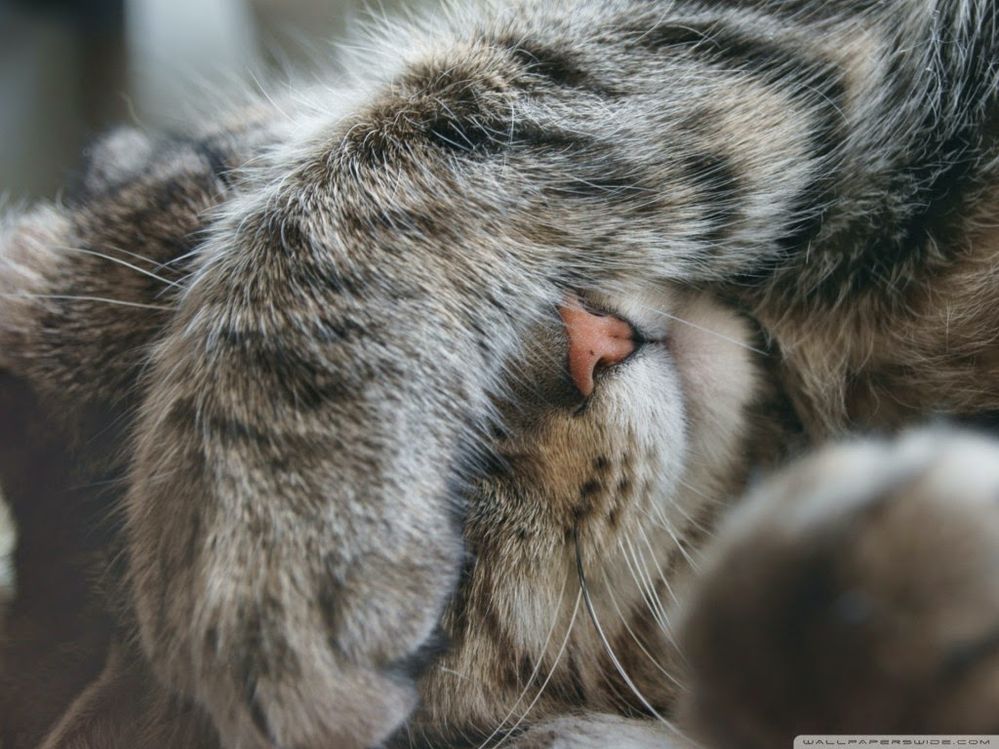 Too-Tired-To-Function-Cat-HD-Picture-1024x768.jpg