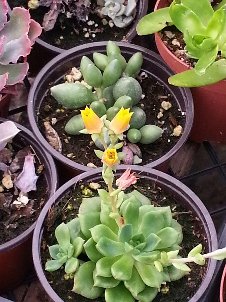 yellowcactusflower.jpg