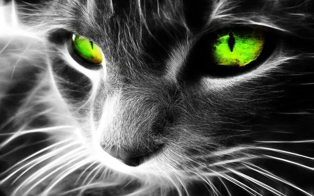 Black-Cat-HD-Wallpaper.jpg